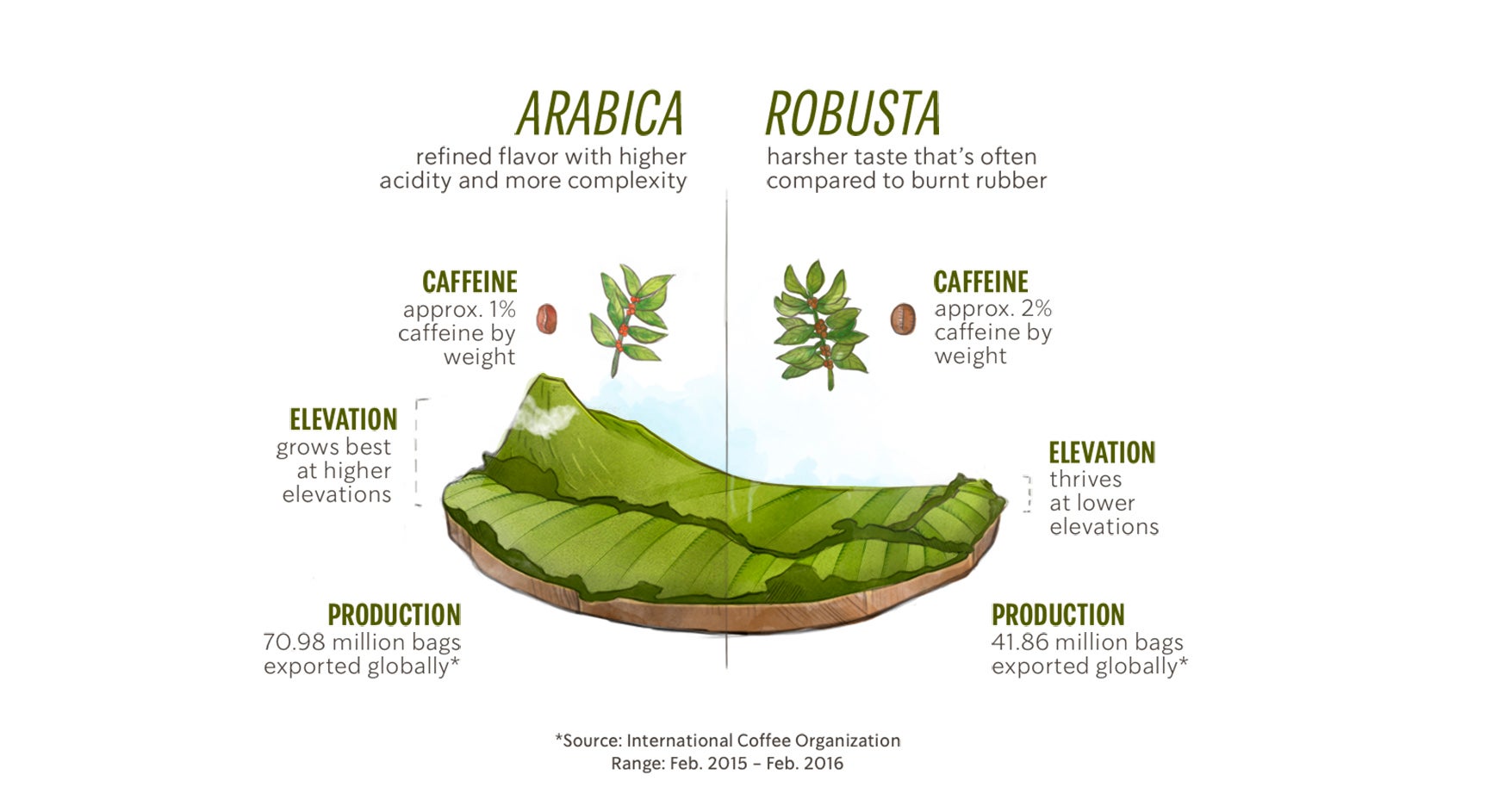 arabica vs robusta coffee beans