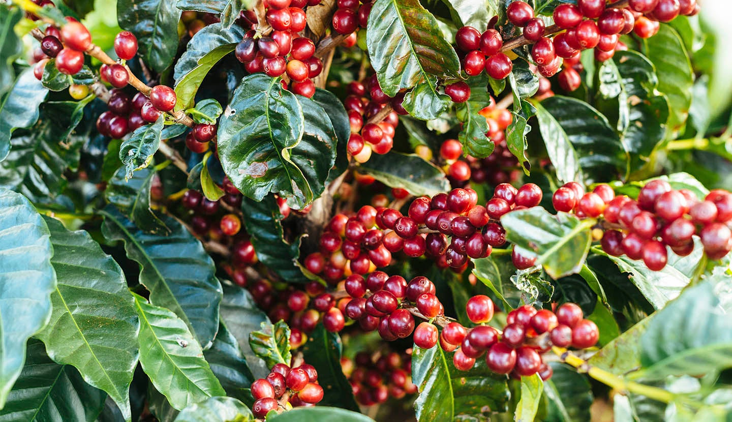 Coffee Farmers Success is Our Success | Starbucks® Coffee at Home