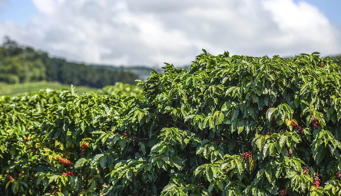 Coffee beans online on the plant