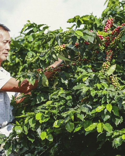 How To Find Truly Ethically Sourced Coffee