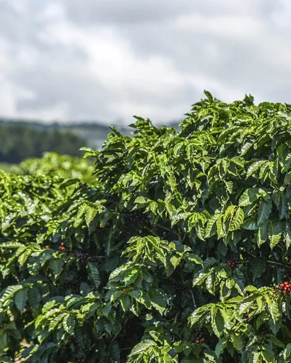 Coffee bean plant on coffee farm