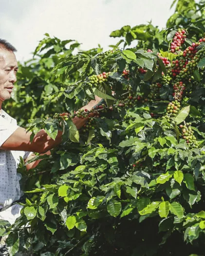 Farmer picking coffee cherries