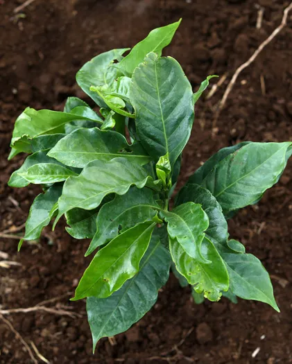 Coffee plant budding in ground