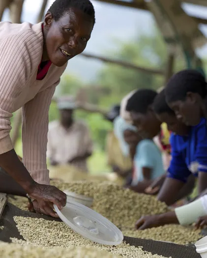 Women harvesting coffee beans on farm