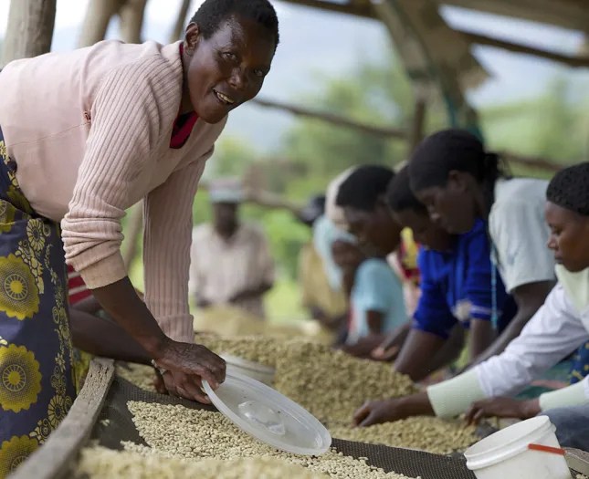 Women harvesting coffee beans on farm